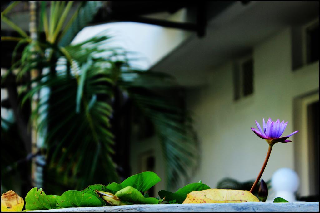 Mount Villa Dehiwala-Mount Lavinia Dış mekan fotoğraf